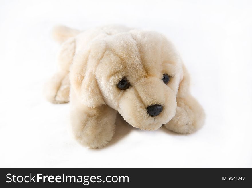 Teddy dog isolated on white background