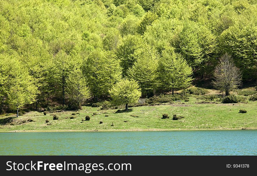 Trees in the lake of lagastrello