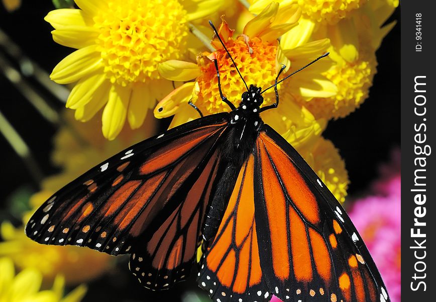 Butterfly on flowers (Monarch, Danaus plexippus). Butterfly on flowers (Monarch, Danaus plexippus)