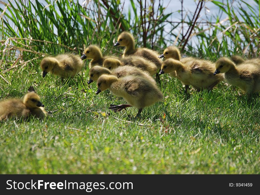 Several goslings grazing in the grass by the water. Several goslings grazing in the grass by the water