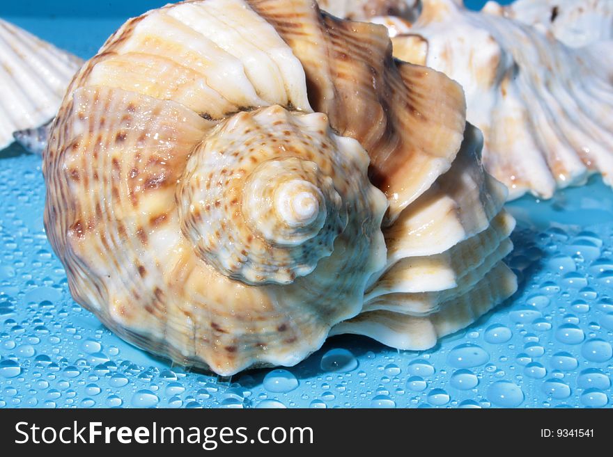 Small sea shell on blue background