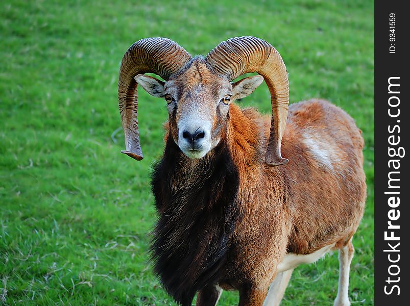 A curled horned sheep standing in a field facing straight ahead. A curled horned sheep standing in a field facing straight ahead.