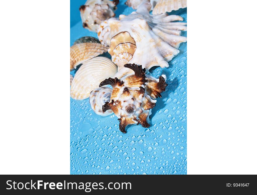 Small sea shell on blue background