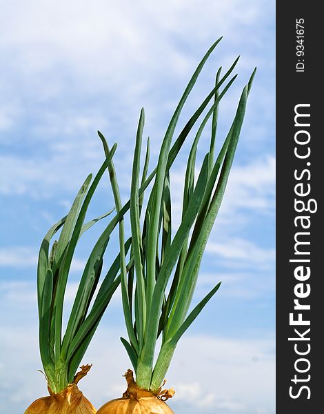 Close-up of leek against sky