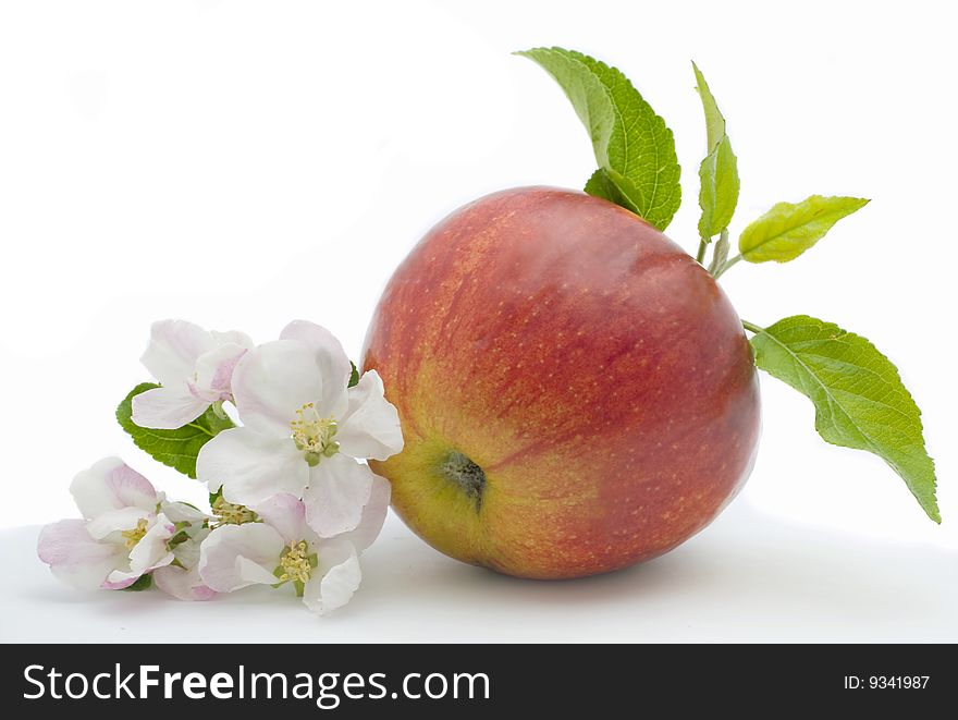 Branch of blossoming Apple and Red apple isolated on white background