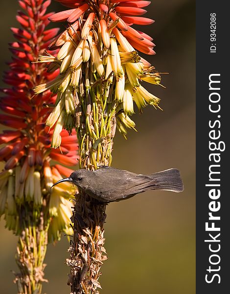 Female Amethyst sunbird on red aloe