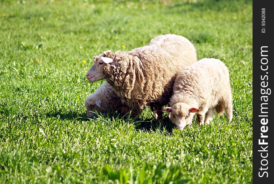 Sheep family - Mother & children on the green pasture.