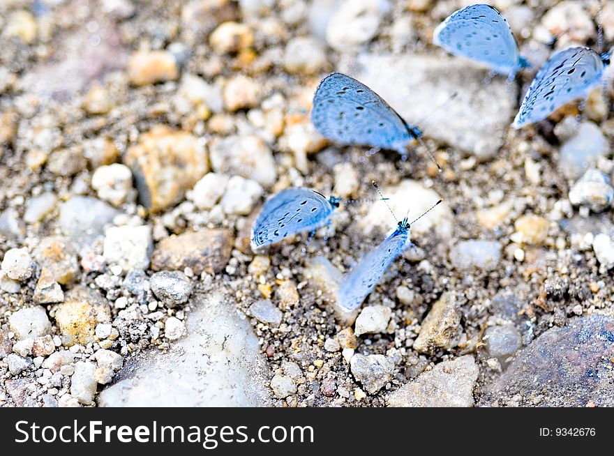 The group of blue butterfly is looking for something on the ground