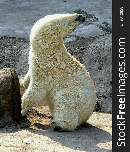 Polar bear. Latin name - Talarctos maritimus. Polar bear. Latin name - Talarctos maritimus