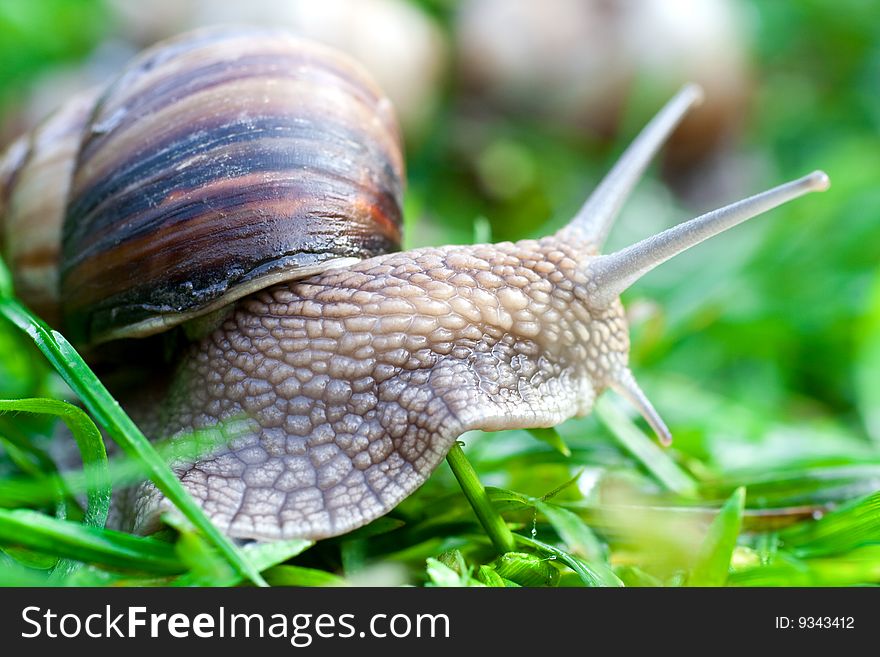 Snail on a green grass slowly creeping