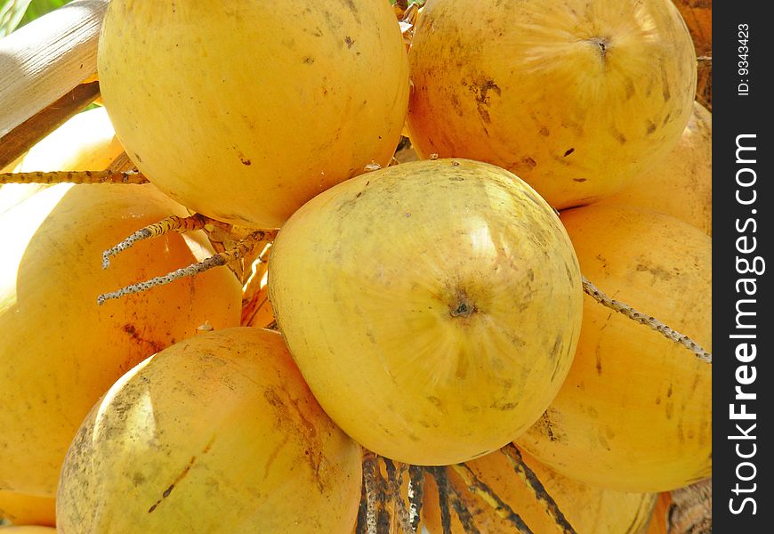 Coconuts Close Up