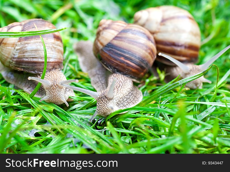 Snail on a green grass slowly creeping