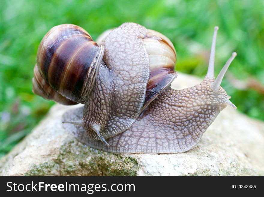 Snail On A Green Grass