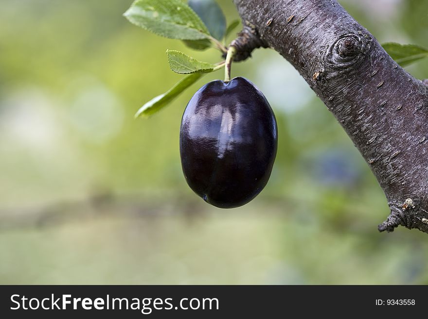 Macro of a plum and leaves on the plant