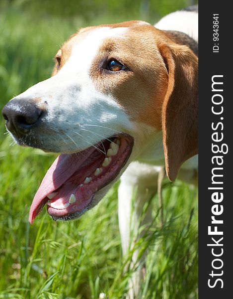 Russian piebald hound (Gontchaja russkaja pegaja) on hunting