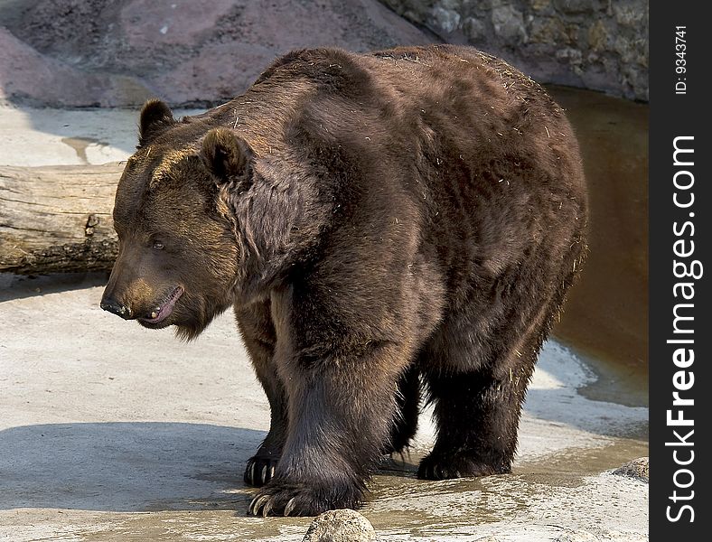 Brown bear. Latin name - Ursus arctos arctos. Brown bear. Latin name - Ursus arctos arctos