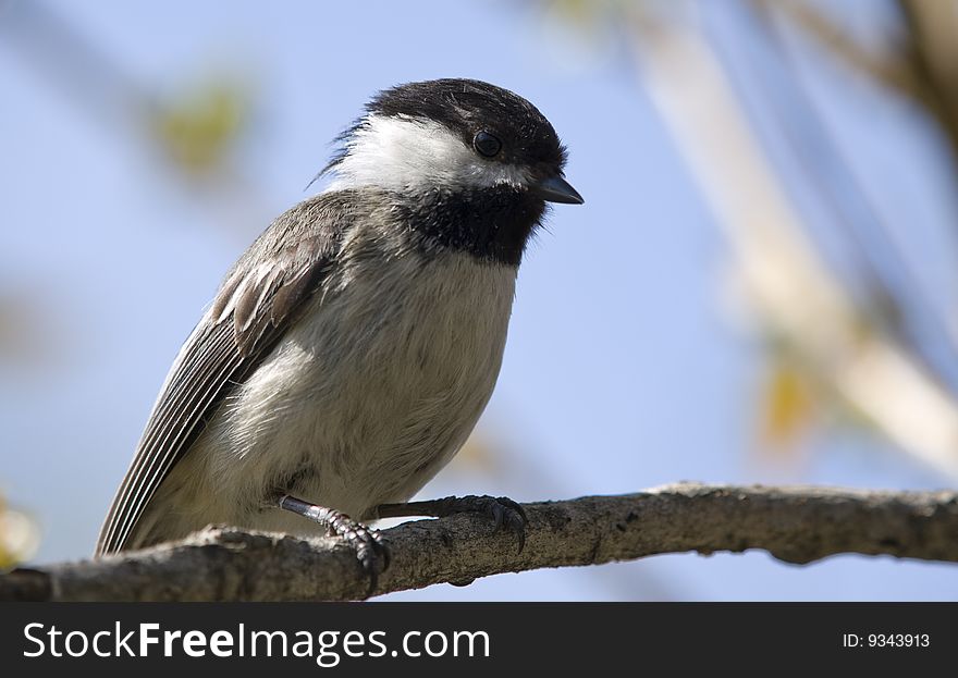 Beautiful little bird on a branch and waiting. Beautiful little bird on a branch and waiting