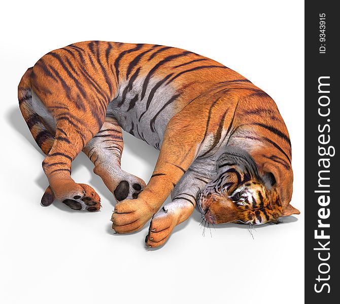 Dangerous Big Cat Tiger With Clipping Path Over White