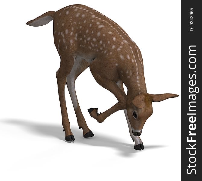 Young doe or fawn With Clipping Path and shadow