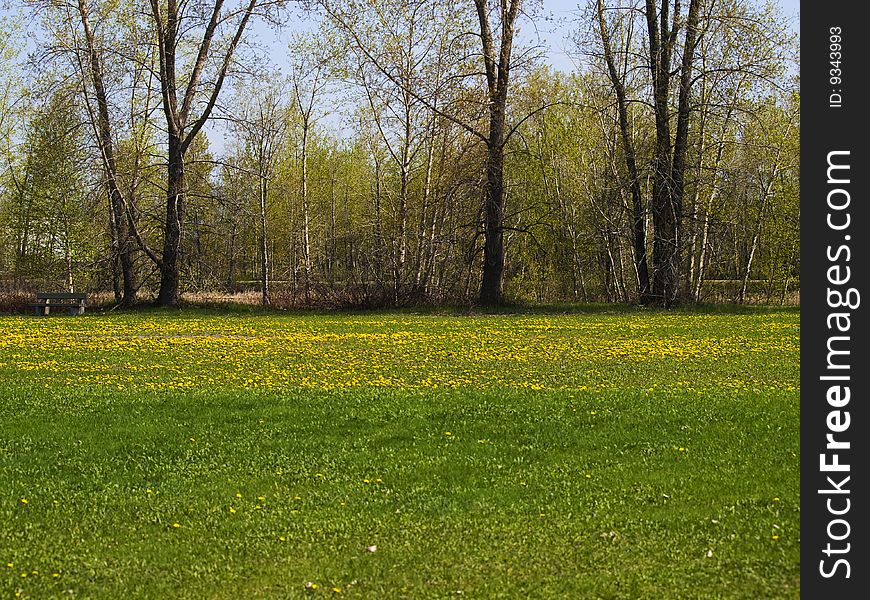 Beautiful meadow with flower and tree in a park. Beautiful meadow with flower and tree in a park