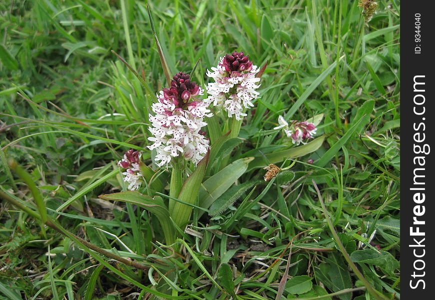 Burnt Orchid - a rare, decreasing and endangered orchid growing on the chalk downlands of West Sussex England.