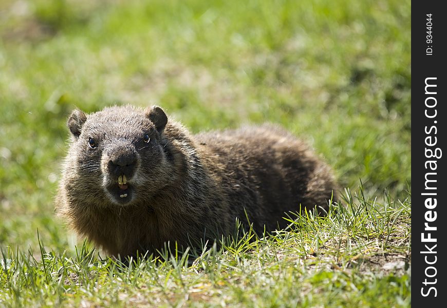 Open mouth marmot