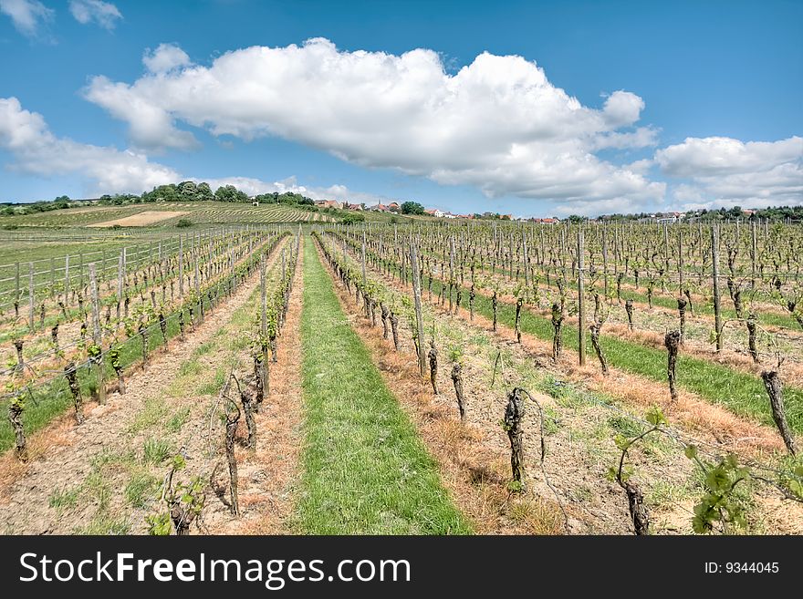 Rows of cultivated Riesling grape vines in a vineyard in the Rheinland Pfalz area of Germany