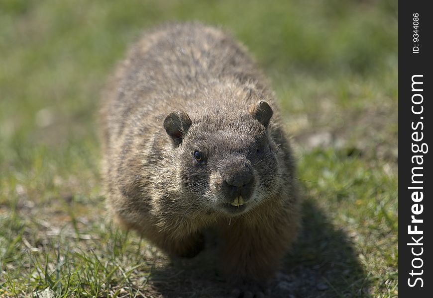 Marmot walking in my direction with wild eyes. Marmot walking in my direction with wild eyes