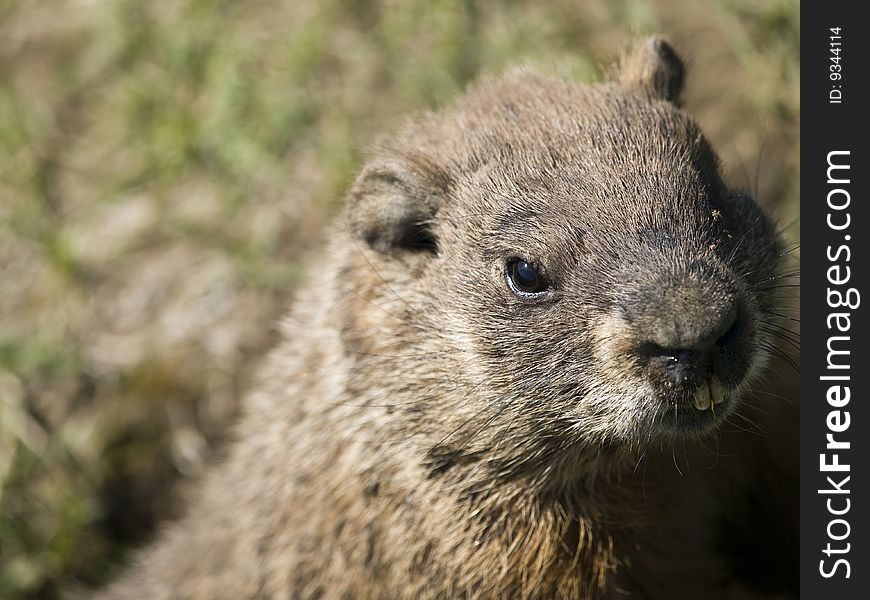 Sweet shot of a marmot in the wild. Sweet shot of a marmot in the wild