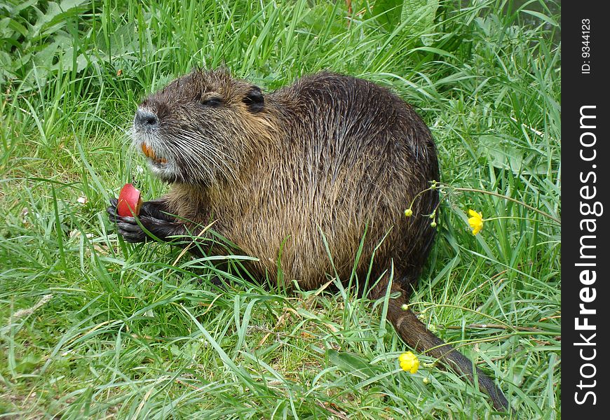 In the village by the river live nutria family ... they are fearless and spoiled ... love apples and dry bread