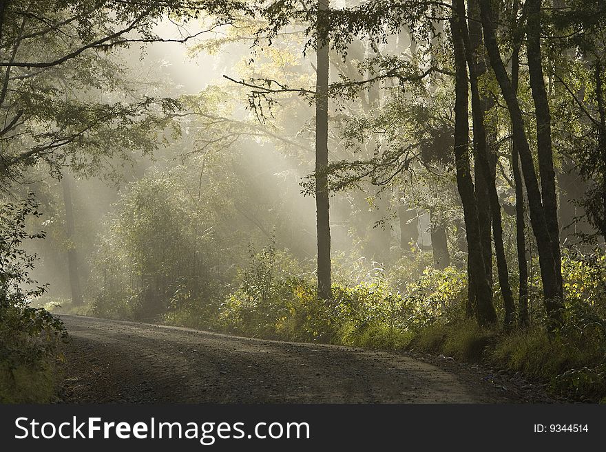 Rays of sun coming trow the misty forest. Rays of sun coming trow the misty forest