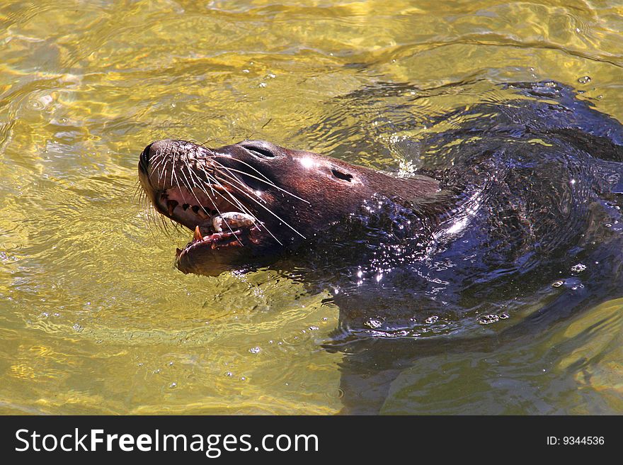 Australian Sea-Lion Eating A Fish