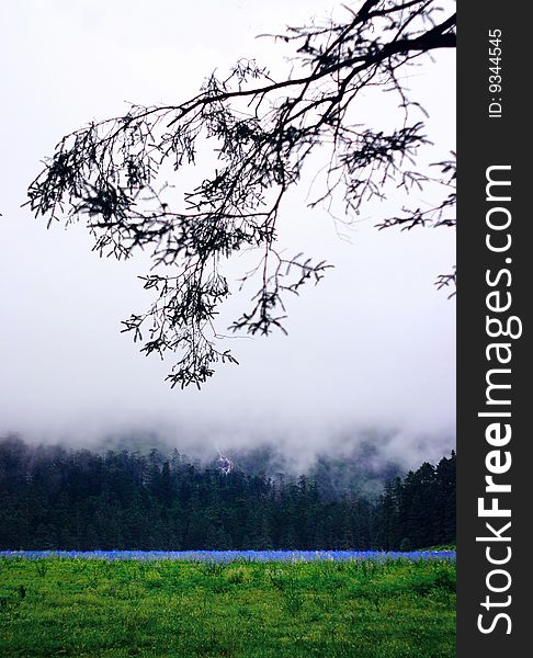 3240 meters above sea level, is a spruce forest, hidden in the original the great lawn. at the Yulong Snow mountain peak in the lower right corner. 3240 meters above sea level, is a spruce forest, hidden in the original the great lawn. at the Yulong Snow mountain peak in the lower right corner