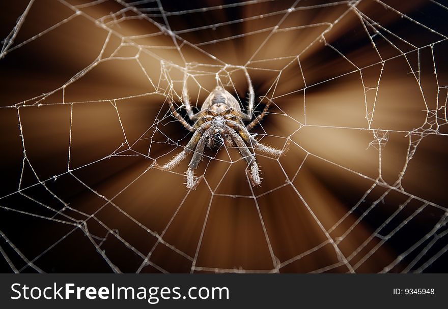 Spider on cobweb on abstract brown background