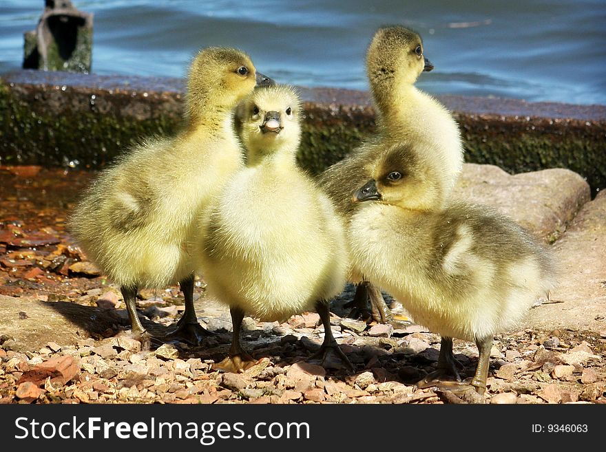 A gaggle of cute Greylag goslings standing near the water. A gaggle of cute Greylag goslings standing near the water.