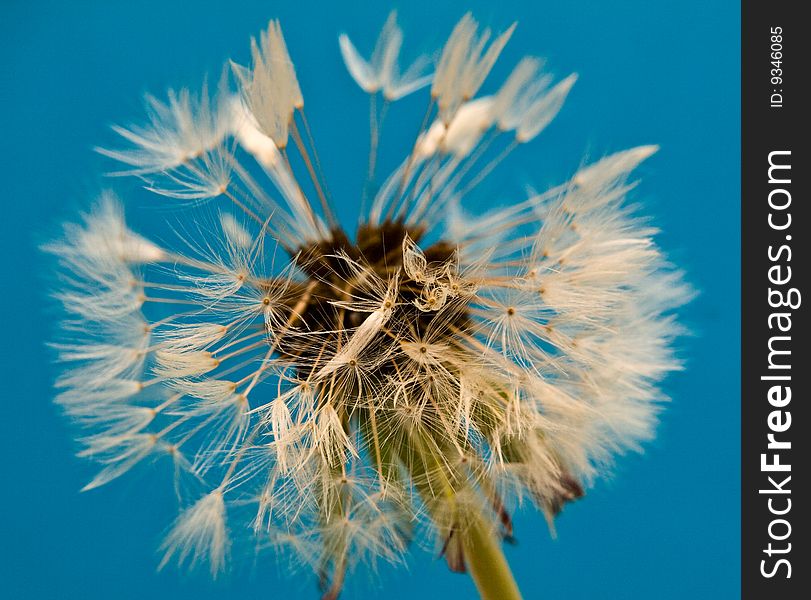 Fluffy dandelion on a dark blue background