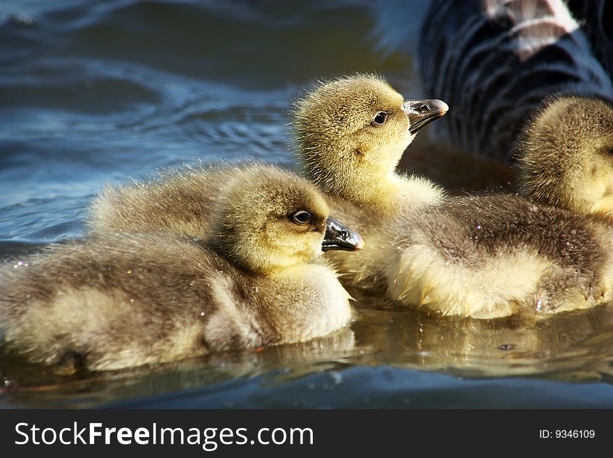 A Gaggle Of Greylag Goslings