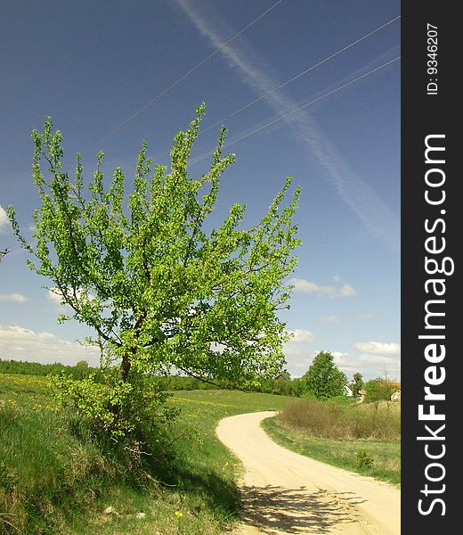 Growing Tree At The Countryside Road