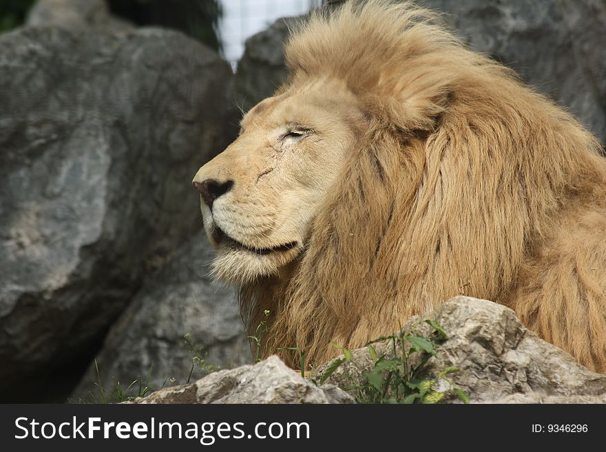 Lion head which is taking the sun