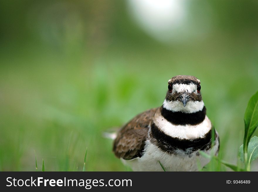 A female killdeer bird stands low near her nest and is prepared to defend her eggs.