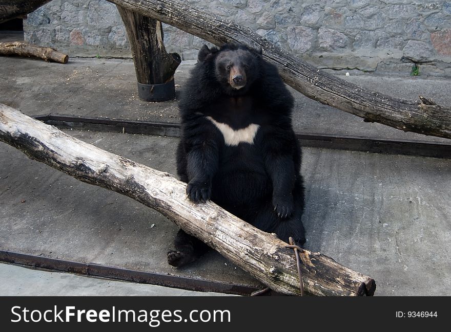 Black bear with white breast