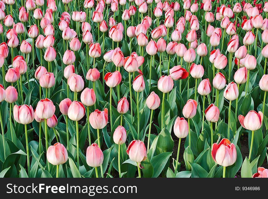 Beautiful tulip bud on flowerbed. Beautiful tulip bud on flowerbed
