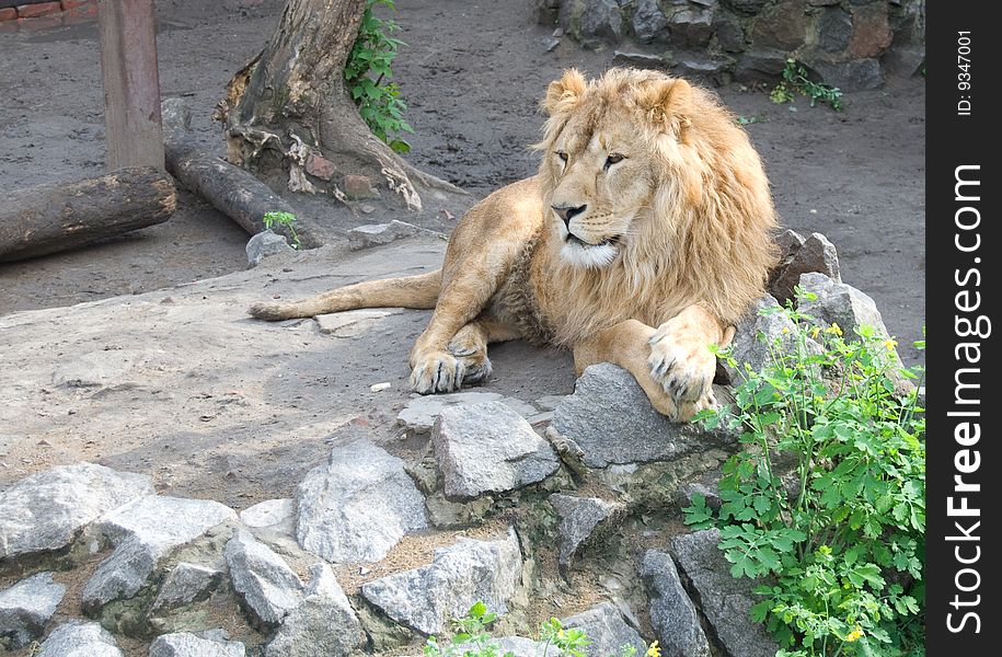 Lion laying on the rocks and looking somewhere. Lion laying on the rocks and looking somewhere