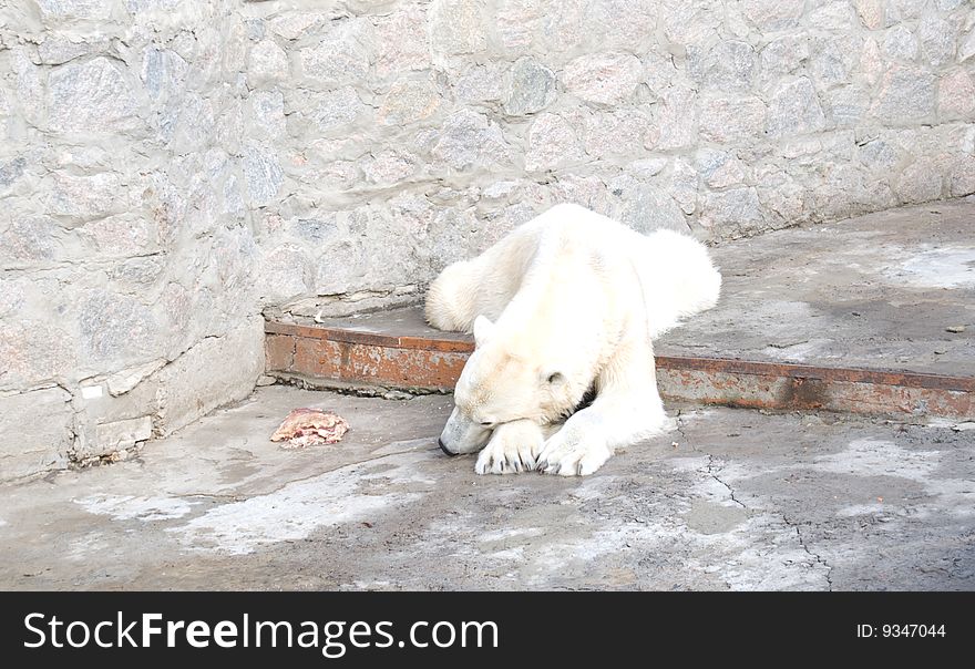 Polar bear doesn't want to eat meat. Polar bear doesn't want to eat meat