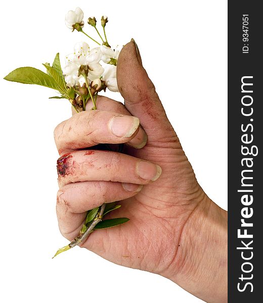 Dirty hand with bloody scratch, holding a twig of cherry blossom. Dirty hand with bloody scratch, holding a twig of cherry blossom