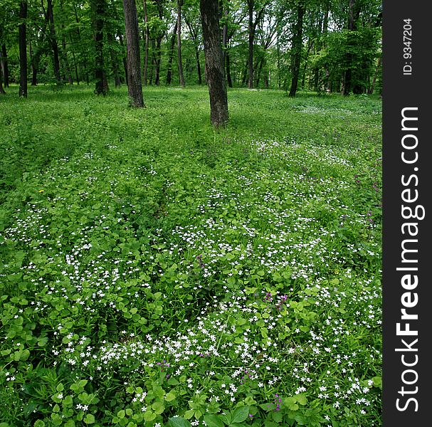 Spring flowers on the fringe of the forest