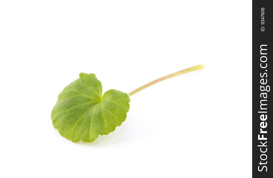 Green leaf over white background