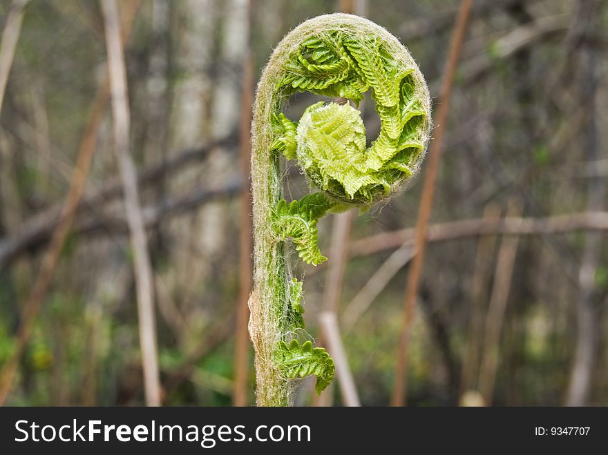 Beautiful wild fern unfurling in springtime. Beautiful wild fern unfurling in springtime.