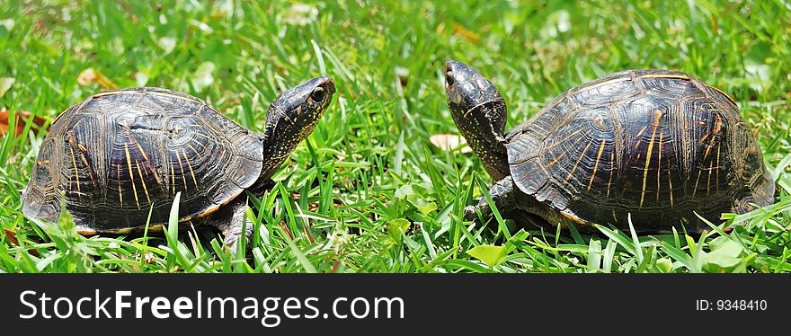 Two turtles in green grass. Two turtles in green grass