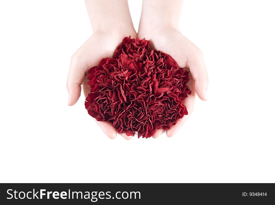 Giving bouquet of carnation on white background. Giving bouquet of carnation on white background